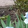 Iris 'Little Sapphire', habit