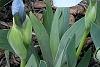 Iris 'Little Sapphire', habit