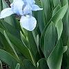 Iris 'Little Sapphire', habit