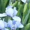 Iris 'Little Sapphire', habit