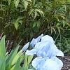 Iris 'Little Sapphire', habit