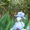 Iris 'Little Sapphire', habit