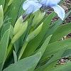 Iris 'Little Sapphire', habit