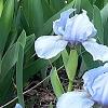 Iris 'Little Sapphire', habit