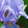 Iris 'Little Sapphire', flowers