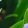 Iris 'Little Sapphire', flowers