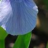Iris 'Little Sapphire', flowers