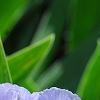 Iris 'Little Sapphire', flowers