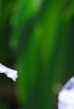 Iris 'Little Sapphire', flowers