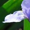 Iris 'Little Sapphire', flowers