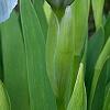 Iris 'Little Sapphire', flowers