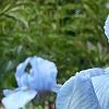 Iris 'Little Sapphire', flowers