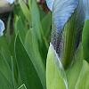 Iris 'Little Sapphire', flowers