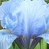 Iris 'Little Sapphire', flowers