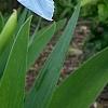 Iris 'Little Sapphire', flowers