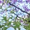 Iris 'Little Sapphire', flowers