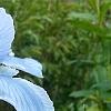 Iris 'Little Sapphire', flowers