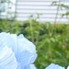 Iris 'Little Sapphire', flowers