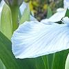 Iris 'Little Sapphire', flowers