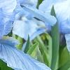 Iris 'Little Sapphire', flowers