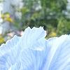 Iris 'Little Sapphire', flowers