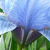 Iris 'Little Sapphire', flowers