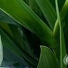 Iris 'Little Sapphire', flowers