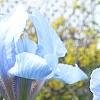 Iris 'Little Sapphire', flowers