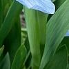 Iris 'Little Sapphire', flowers