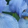 Iris 'Little Sapphire', flowers