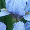 Iris 'Little Sapphire', flowers