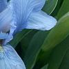 Iris 'Little Sapphire', flowers