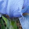 Iris 'Little Sapphire', flowers