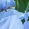 Iris 'Little Sapphire', flowers