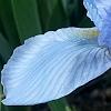 Iris 'Little Sapphire', flowers