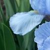 Iris 'Little Sapphire', flowers