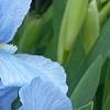 Iris 'Little Sapphire', flowers