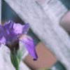 Iris pallida, habit