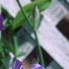 Iris pallida, habit