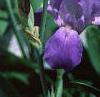 Iris pallida, habit
