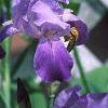 Iris pallida, habit