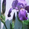 Iris pallida, habit
