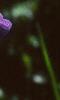 Iris pallida, flowers