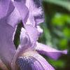 Iris pallida, flowers