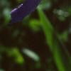 Iris pallida, flowers