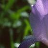 Iris pallida, flowers