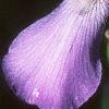 Iris pallida, flowers