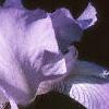 Iris pallida, flowers