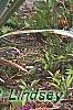Iris pallida 'Variegata', habit