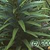 Iris pallida 'Variegata', habit